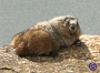 marmot-closeup1